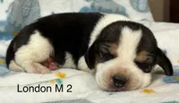 London M 2, a male Beagle for sale in Headland, AL – 1 of 3