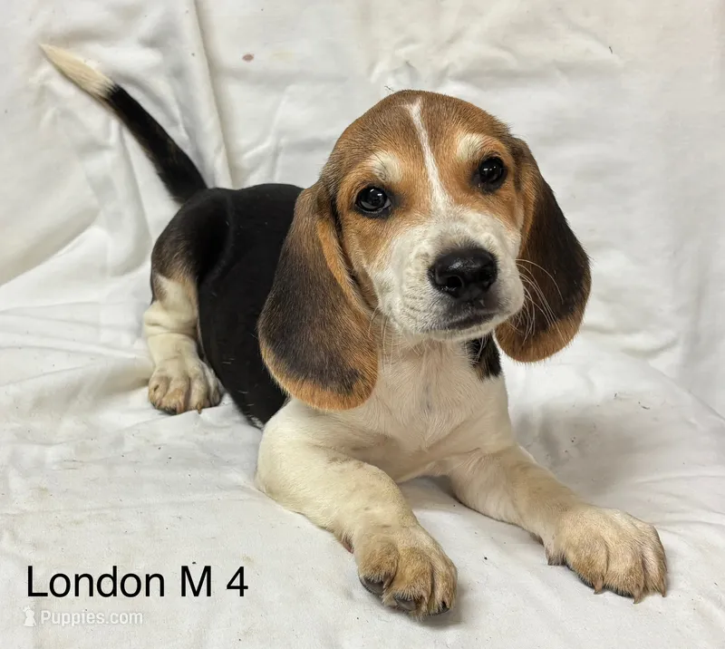 London M 4 – Beagle puppy for sale in Headland, AL