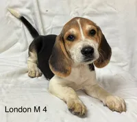 London M 4, a male Beagle for sale in Headland, AL – 4 of 4