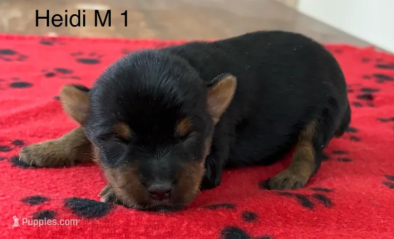 Heidi M 1 – Yorkshire Terrier puppy for sale in Headland, AL