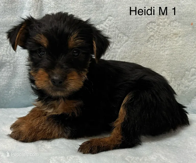 Heidi M 1 – Yorkshire Terrier puppy for sale in Headland, AL