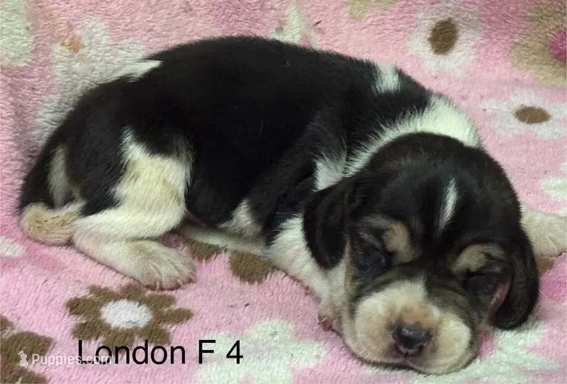 London F 4 – Beagle puppy for sale in Headland, AL