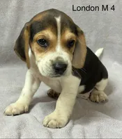 London M 4, a male Beagle for sale in Headland, AL – 1 of 3