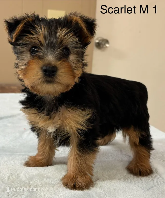 Scarlett M 2 – Yorkshire Terrier puppy for sale in Headland, AL