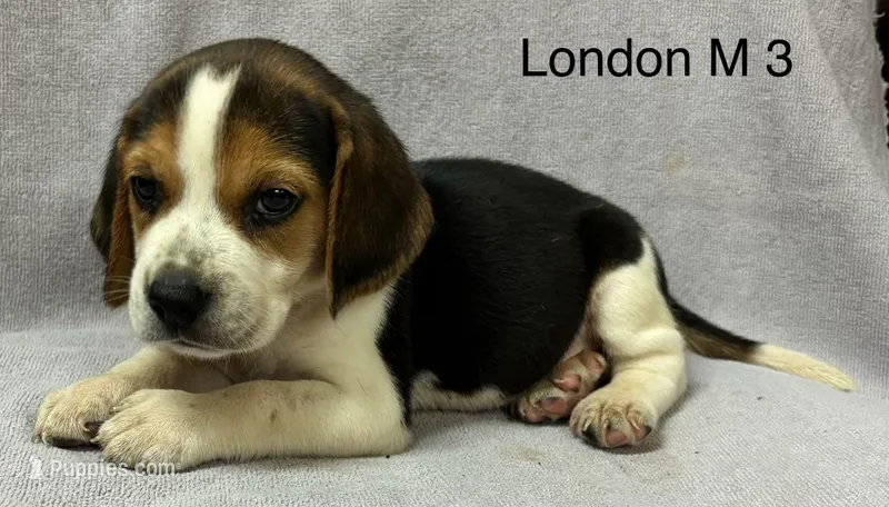 London M 3 – Beagle puppy for sale in Headland, AL