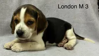 London M 3, a male Beagle for sale in Headland, AL – 1 of 3