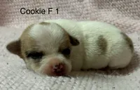 Cookie F, a female Chihuahua for sale in Headland, AL – 1 of 1