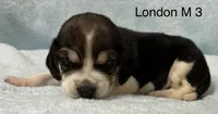 London M 3, a male Beagle for sale in Headland, AL – 1 of 3