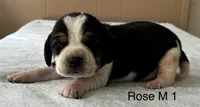 Rose M 1, a male Beagle for sale in Headland, AL – Photo 1 of 3