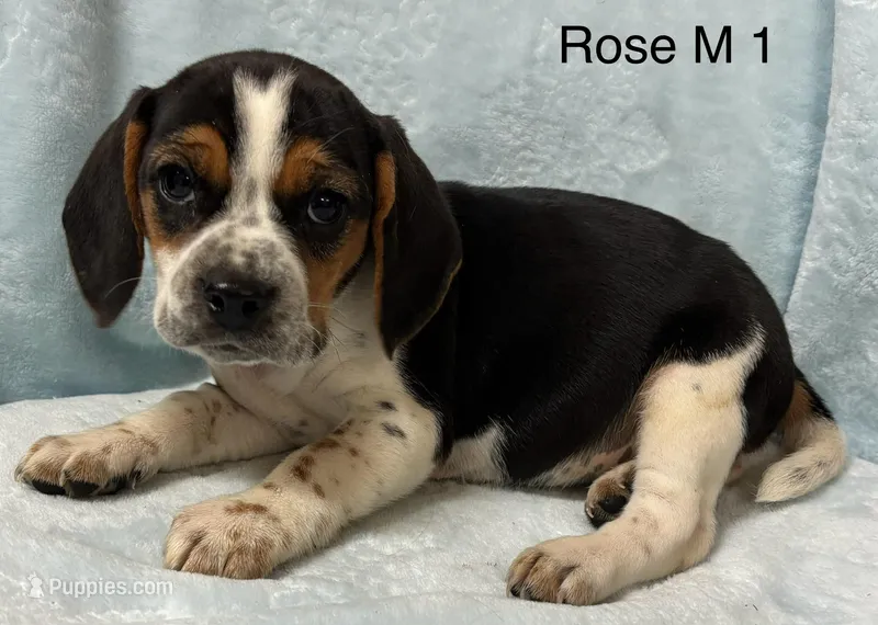 Rose M 1 – Beagle puppy for sale in Headland, AL