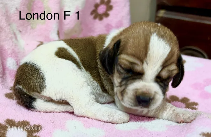London F 1 – Beagle puppy for sale in Headland, AL
