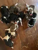 London F 4, a female Beagle for sale in Headland, AL – 4 of 4