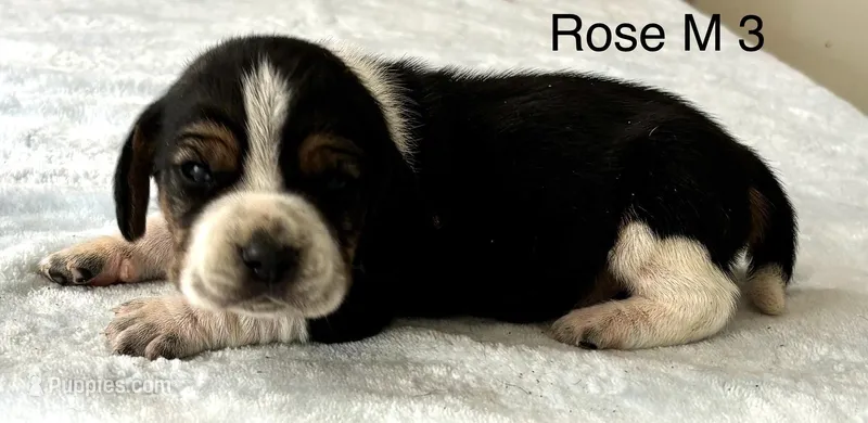 Rose M 3  – Beagle puppy for sale in Headland, AL
