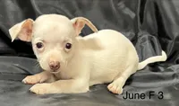 June F 3, a female Chihuahua for sale in Headland, AL – 1 of 4