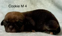 Cookie M 4, a male Chihuahua for sale in Headland, AL – 1 of 1