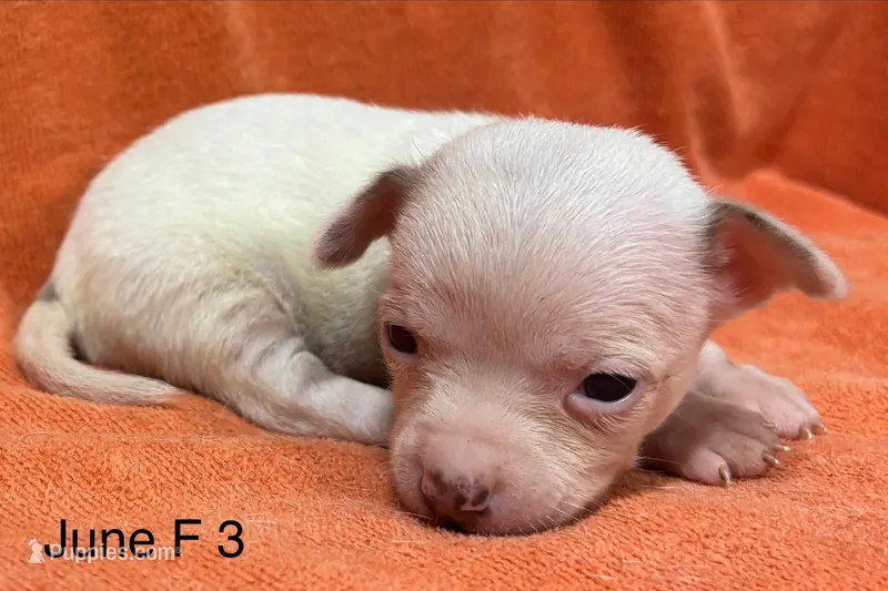 June F 3 – Chihuahua puppy for sale in Headland, AL