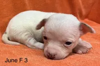 June F 3, a female Chihuahua for sale in Headland, AL – 4 of 4