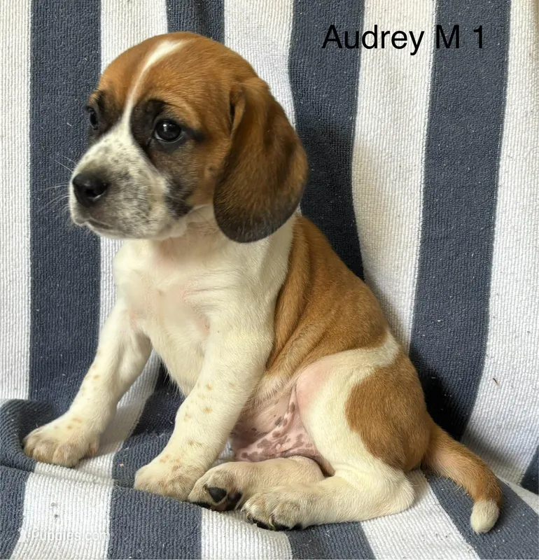 Audrey M 1 – Beagle puppy for sale in Headland, AL