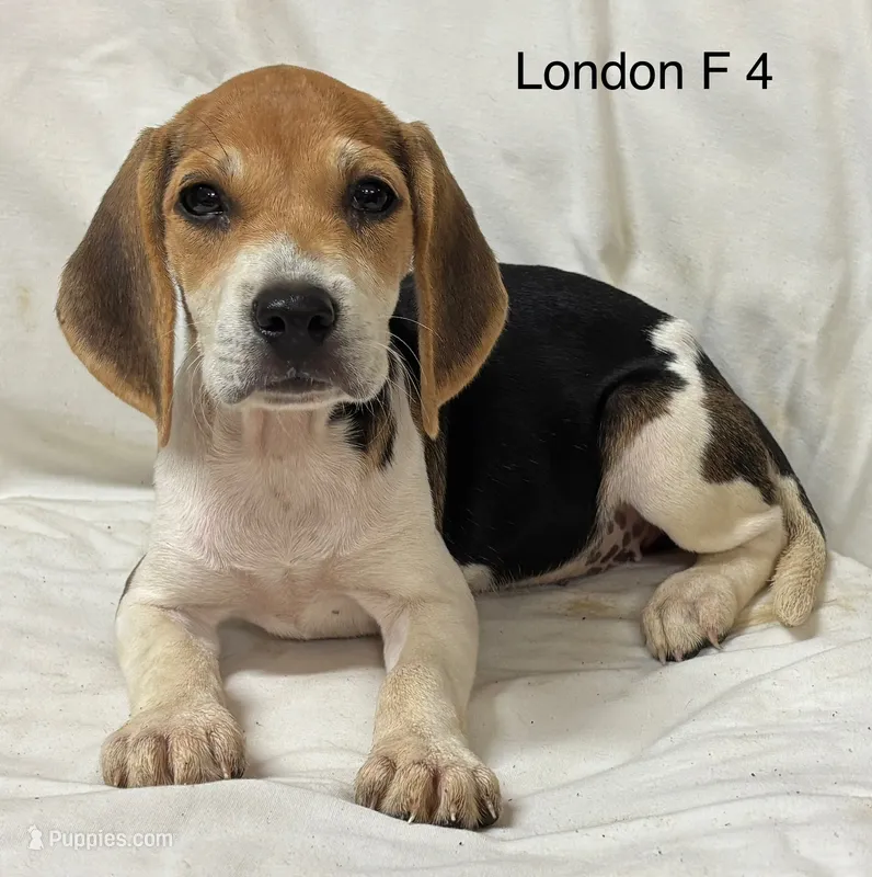 London F 4 – Beagle puppy for sale in Headland, AL