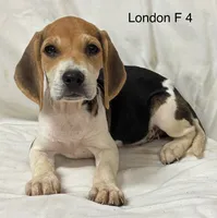 London F 4, a female Beagle for sale in Headland, AL – 4 of 4
