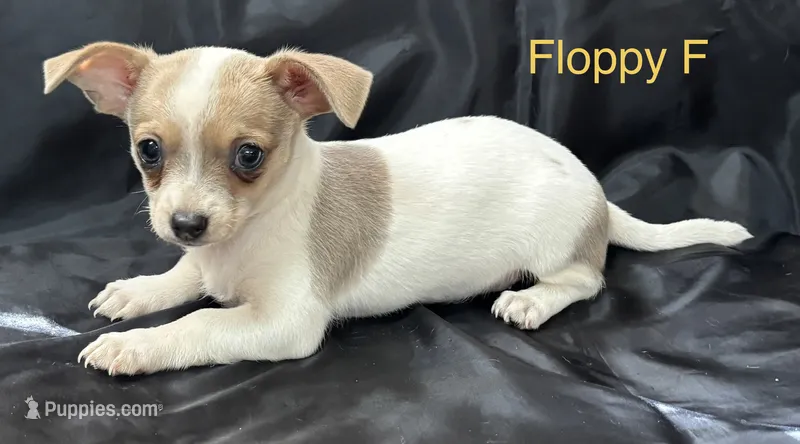 Floppy F – Chihuahua puppy for sale in Headland, AL