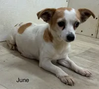 June F 3, a female Chihuahua for sale in Headland, AL – 2 of 4