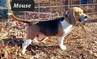 Rose M 2 , a male Beagle for sale in Headland, AL – Photo 3 of 3