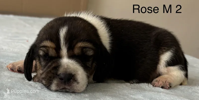 Rose M 2  – Beagle puppy for sale in Headland, AL