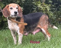 Rose M 2 , a male Beagle for sale in Headland, AL – Photo 2 of 3