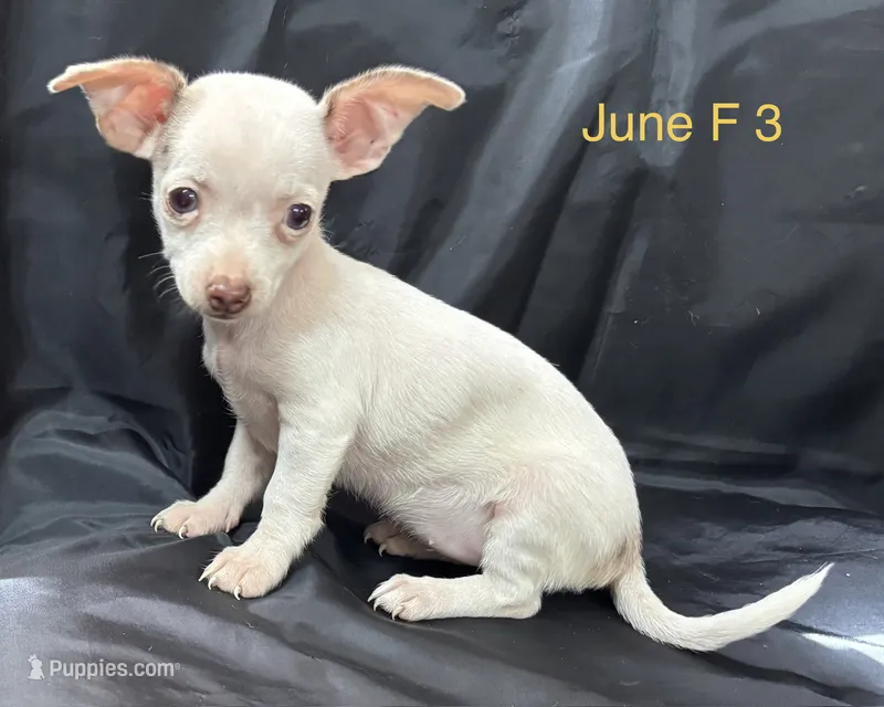 June F 3 – Chihuahua puppy for sale in Headland, AL