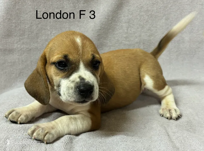 London F 3 – Beagle puppy for sale in Headland, AL