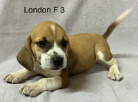 London F 3, a female Beagle for sale in Headland, AL – 1 of 3