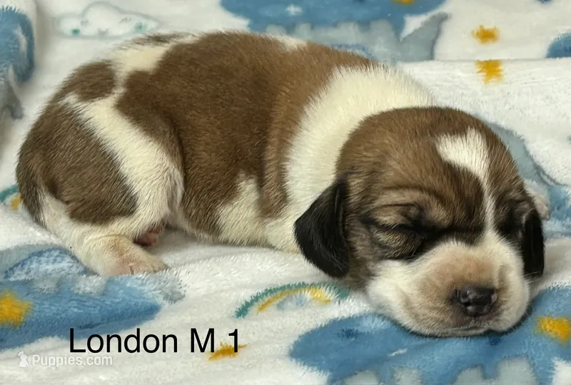 London M 1 – Beagle puppy for sale in Headland, AL