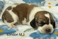 London M 1, a male Beagle for sale in Headland, AL – 1 of 3