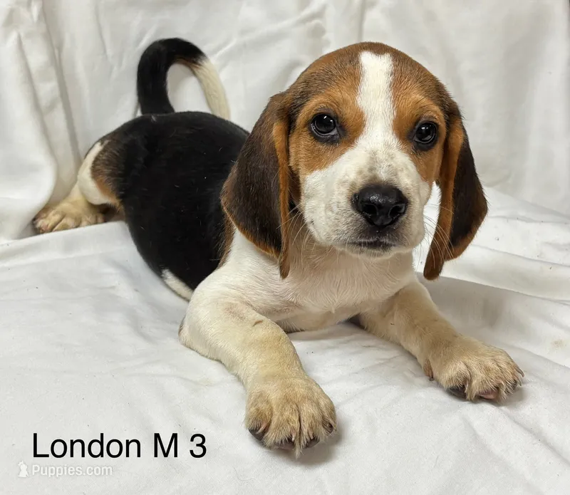 London M 3 – Beagle puppy for sale in Headland, AL