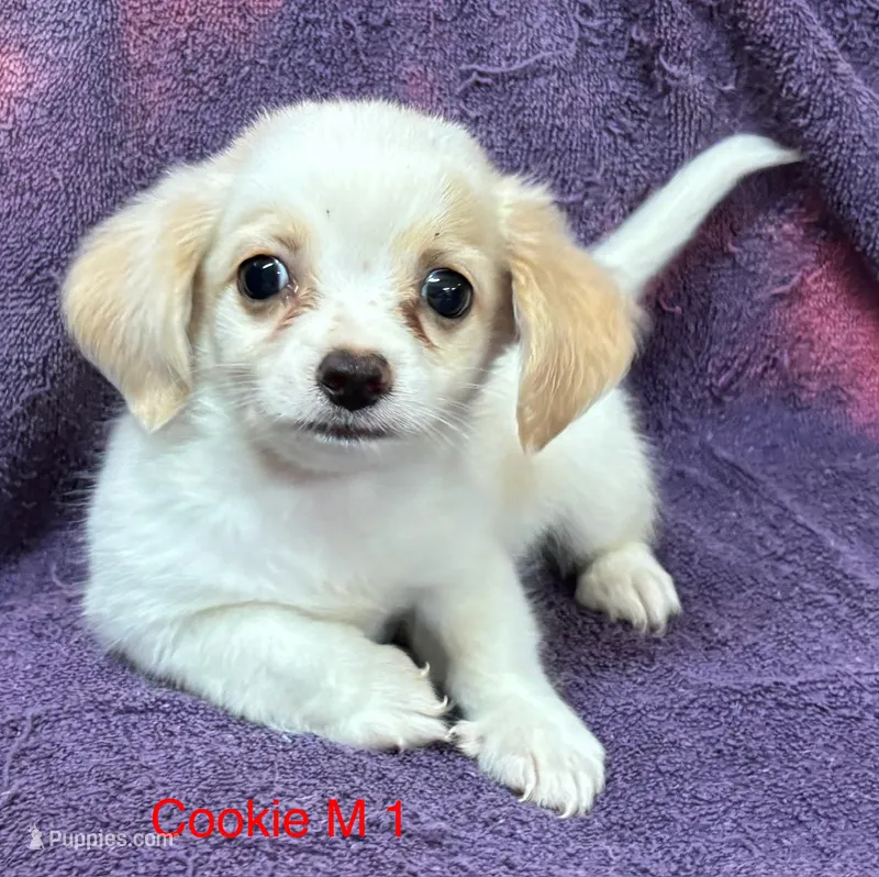 Cookie M 1 – Chihuahua puppy for sale in Headland, AL