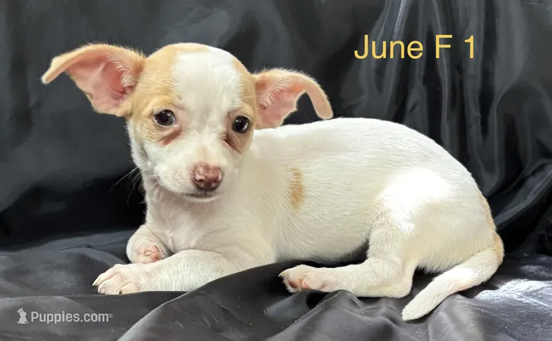 June F 1 – Chihuahua puppy for sale in Headland, AL