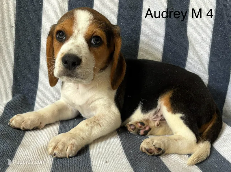 Audrey M 4 – Beagle puppy for sale in Headland, AL