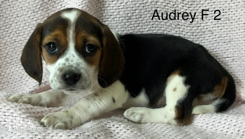Audrey F 2, a female Beagle for sale in Headland, AL – Photo 1 of 1