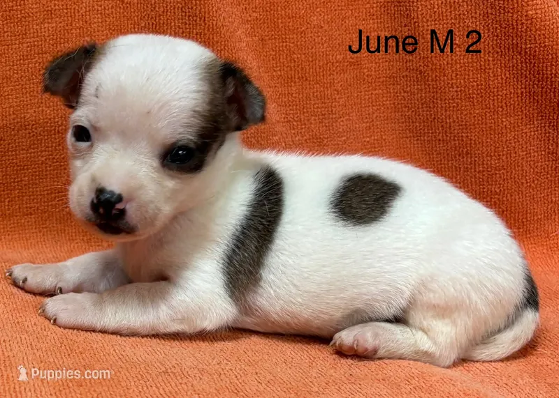 June M 2  – Chihuahua puppy for sale in Headland, AL
