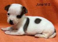 June M 2 , a male Chihuahua for sale in Headland, AL – 4 of 4