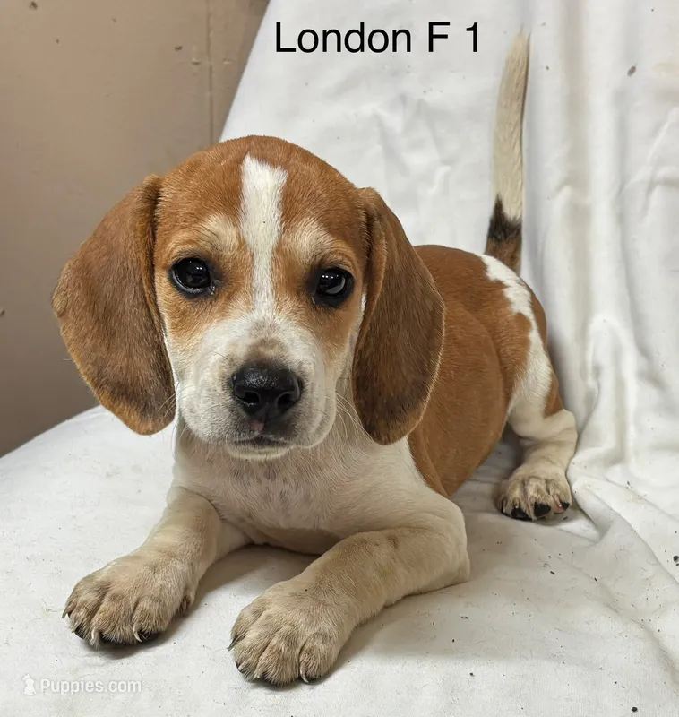 London F 1 – Beagle puppy for sale in Headland, AL