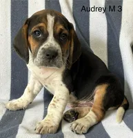 Audrey M 3, a male Beagle for sale in Headland, AL – 1 of 1