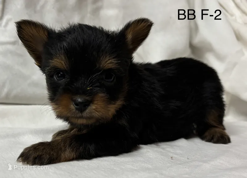 BB F-2 – Yorkshire Terrier puppy for sale in Headland, AL