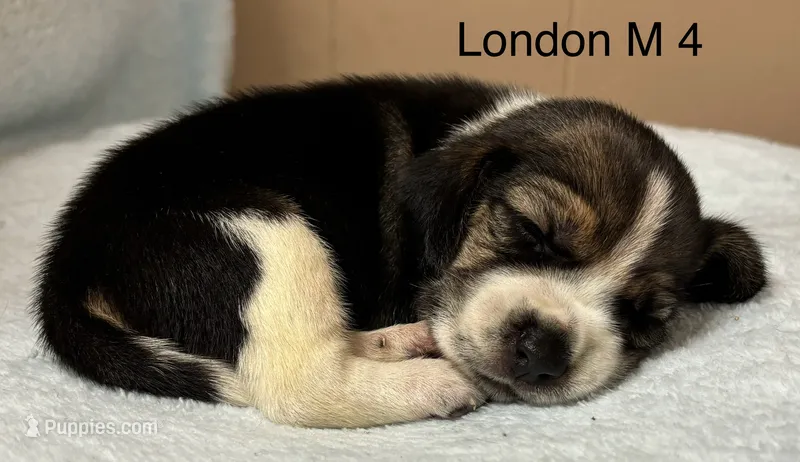 London M 4 – Beagle puppy for sale in Headland, AL