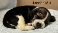London M 4, a male Beagle for sale in Headland, AL – 1 of 3