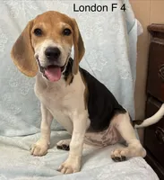 London F 4, a female Beagle for sale in Headland, AL – 1 of 4