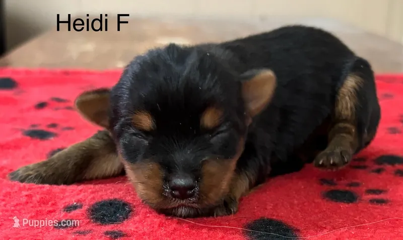 Heidi F – Yorkshire Terrier puppy for sale in Headland, AL