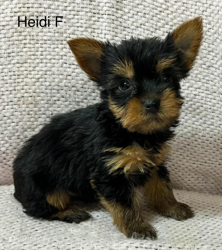 Heidi F – Yorkshire Terrier puppy for sale in Headland, AL