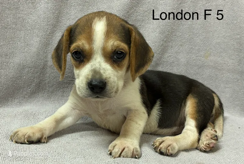 London F 5 – Beagle puppy for sale in Headland, AL